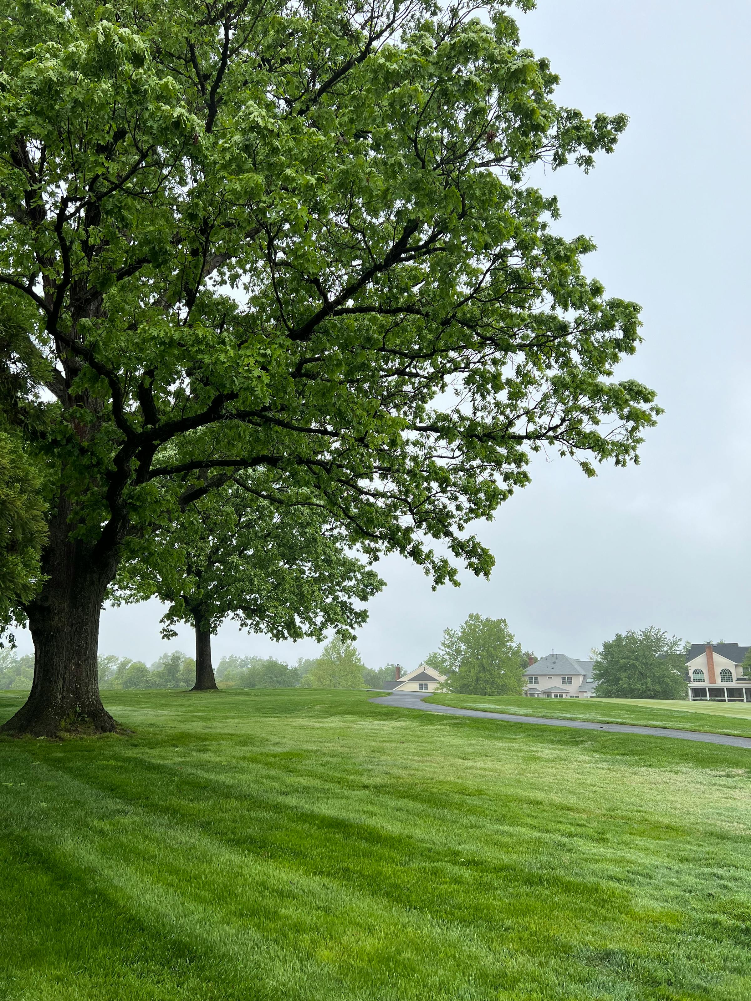Oak trees with houses in the distance